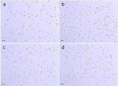 Peering Into Candida albicans Pir Protein Function and Comparative Genomics of the Pir Family